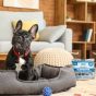 Odor Eliminator for Homes